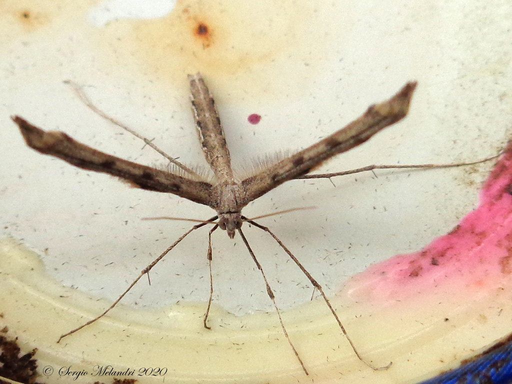 Pterophoridae: Agdistis tamaricis (cfr.)